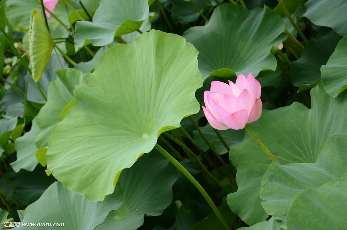 荷花图片大全,高清莲花图片,夏日荷花图片大全,风景摄影图片,荷花