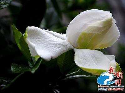 雨中栀子花