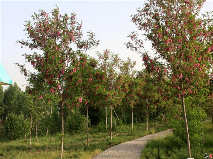 山西3公分香花槐在线询价