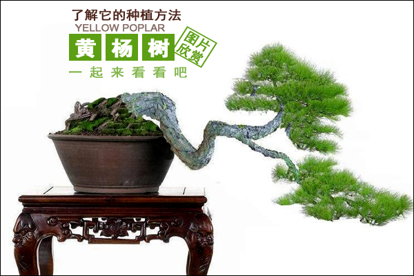 黄杨树盆景欣赏以及其种植方法