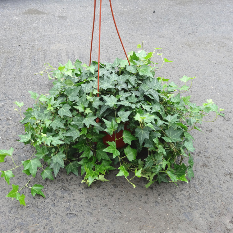 常春藤室内吊篮盆栽植物.新房装修吸净化空气除雾霾花卉植物