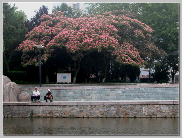 美丽的芙蓉树