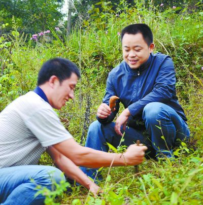 五步香植物图片