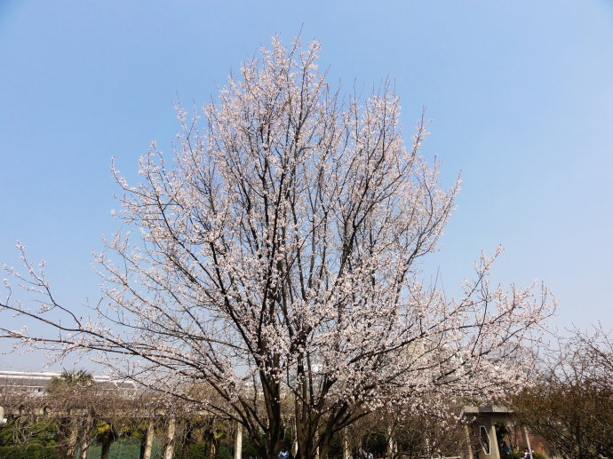 【红叶李】——来自360百科 别名紫叶李,樱桃李.