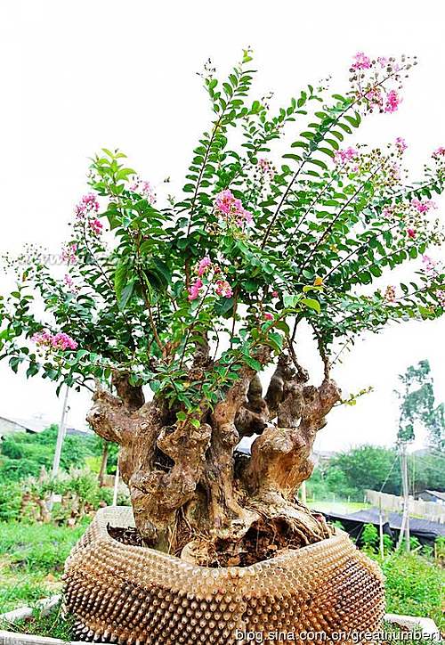 [紫薇盆景图片欣赏]嫩芽初上紫薇树雨后叶发凝玉露