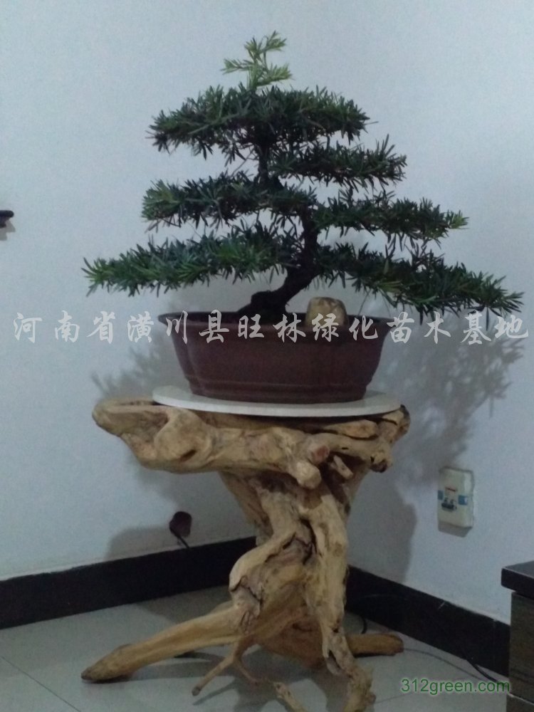 供应精品小叶罗汉松盆景