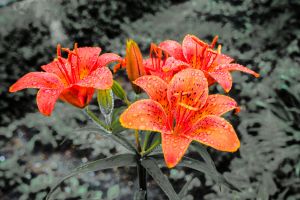 雨中橙色百合花图片唯美