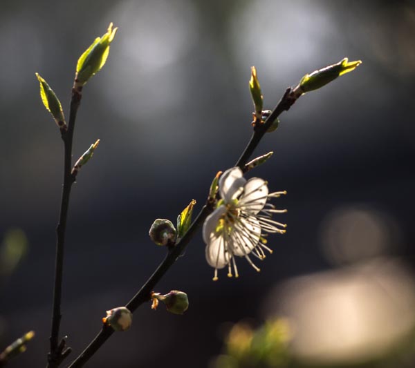 永泰青梅花满树