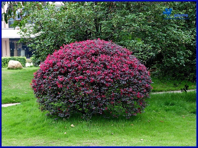 红花檵木 loropetalum chinense var. rubrum