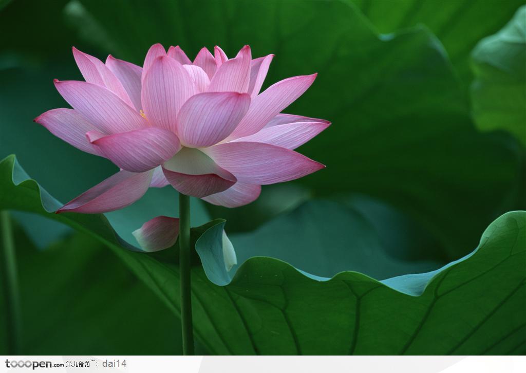 素材公社 图片素材 鲜花植物 花卉大全 出水芙蓉-粉色的荷花