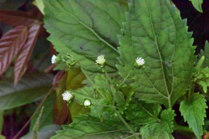 白龙须草药植物图片