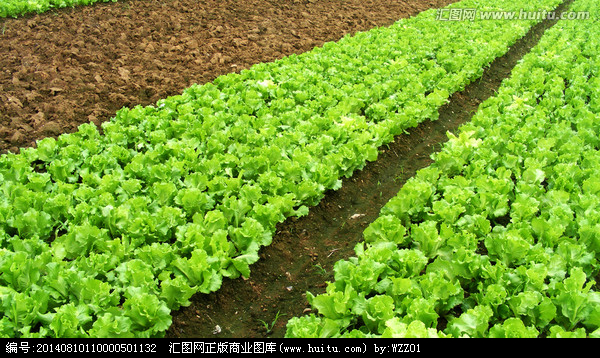 蔬菜植物图片