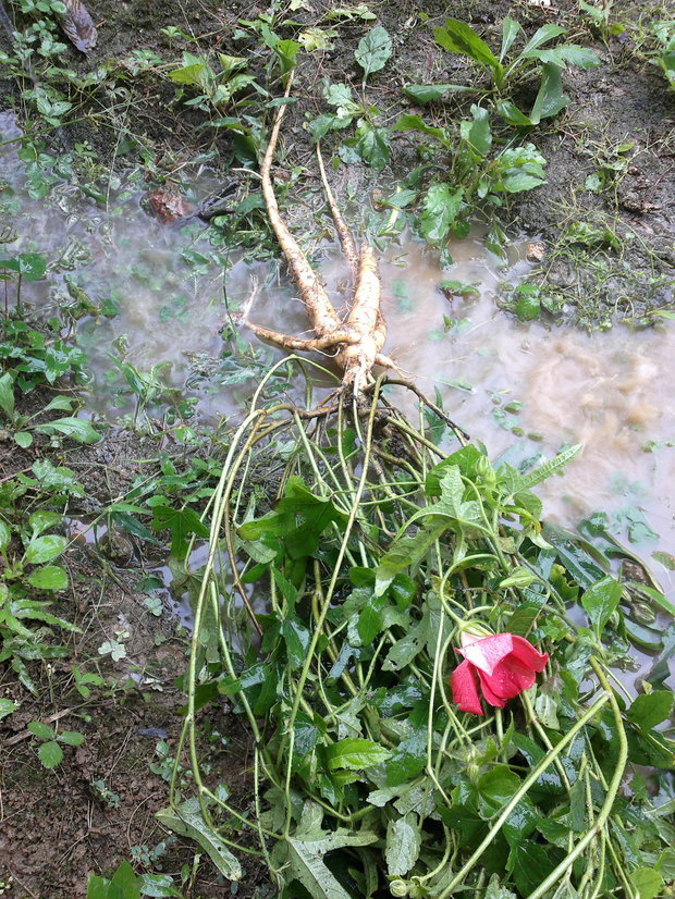 野生西洋参植物图片