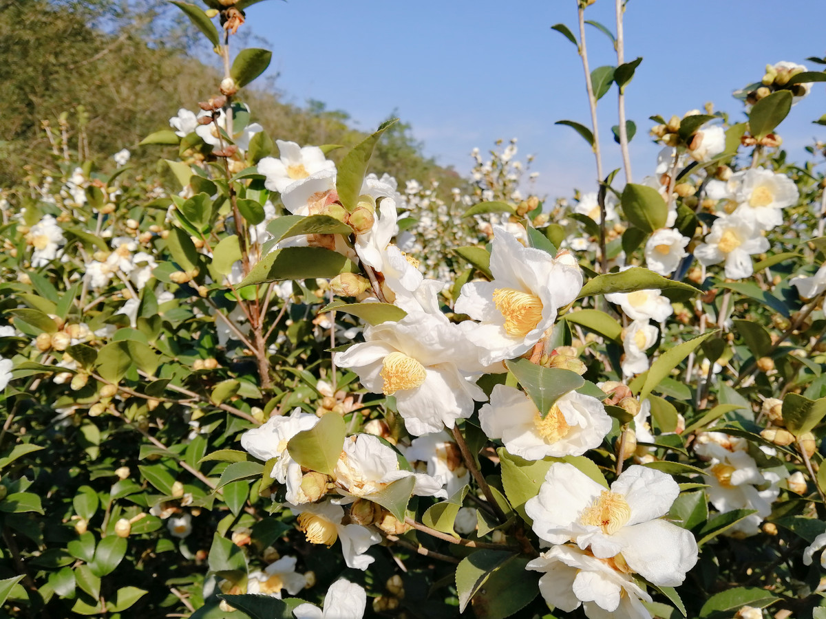 实拍白山茶花盛开图片大全