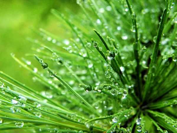 高原野生胎植物图片