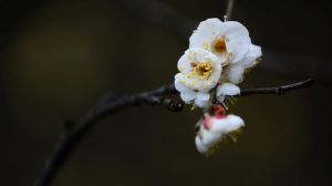 傲雪白梅雨后图片