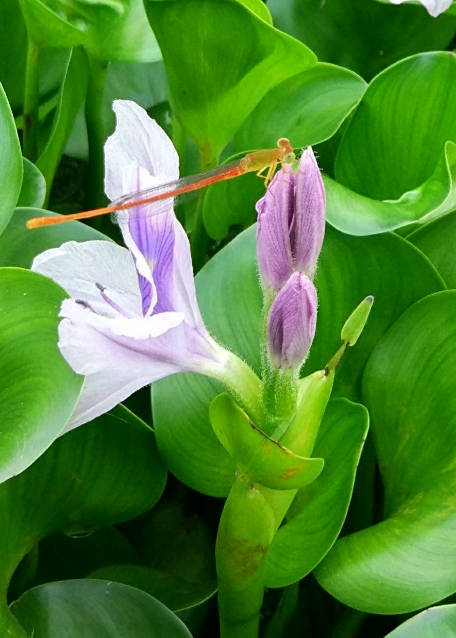 好美的水葫芦花