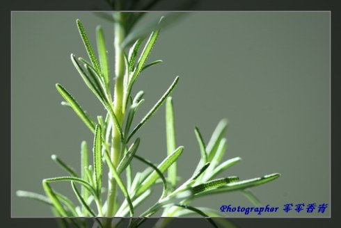 六月香的植物图片