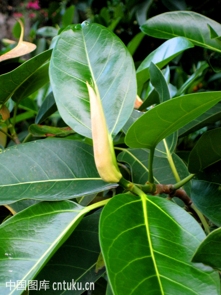 大叶变色植物图片