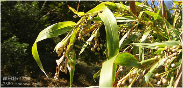 山薏米植物图片