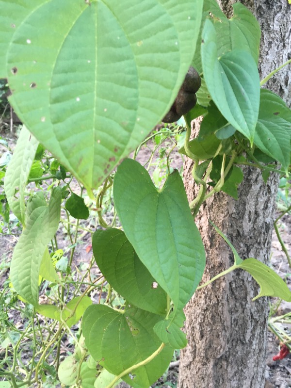 藤蔓中药植物图片