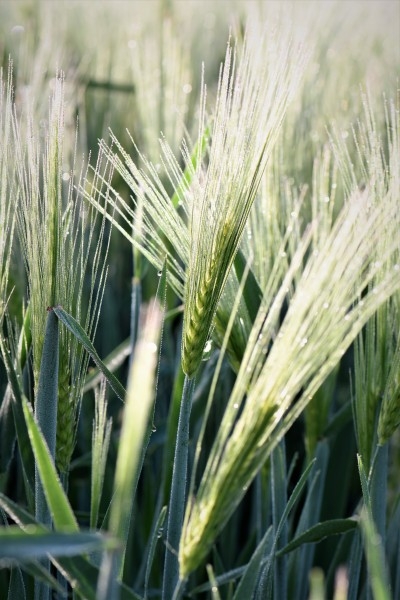 田地里的绿色小麦图片