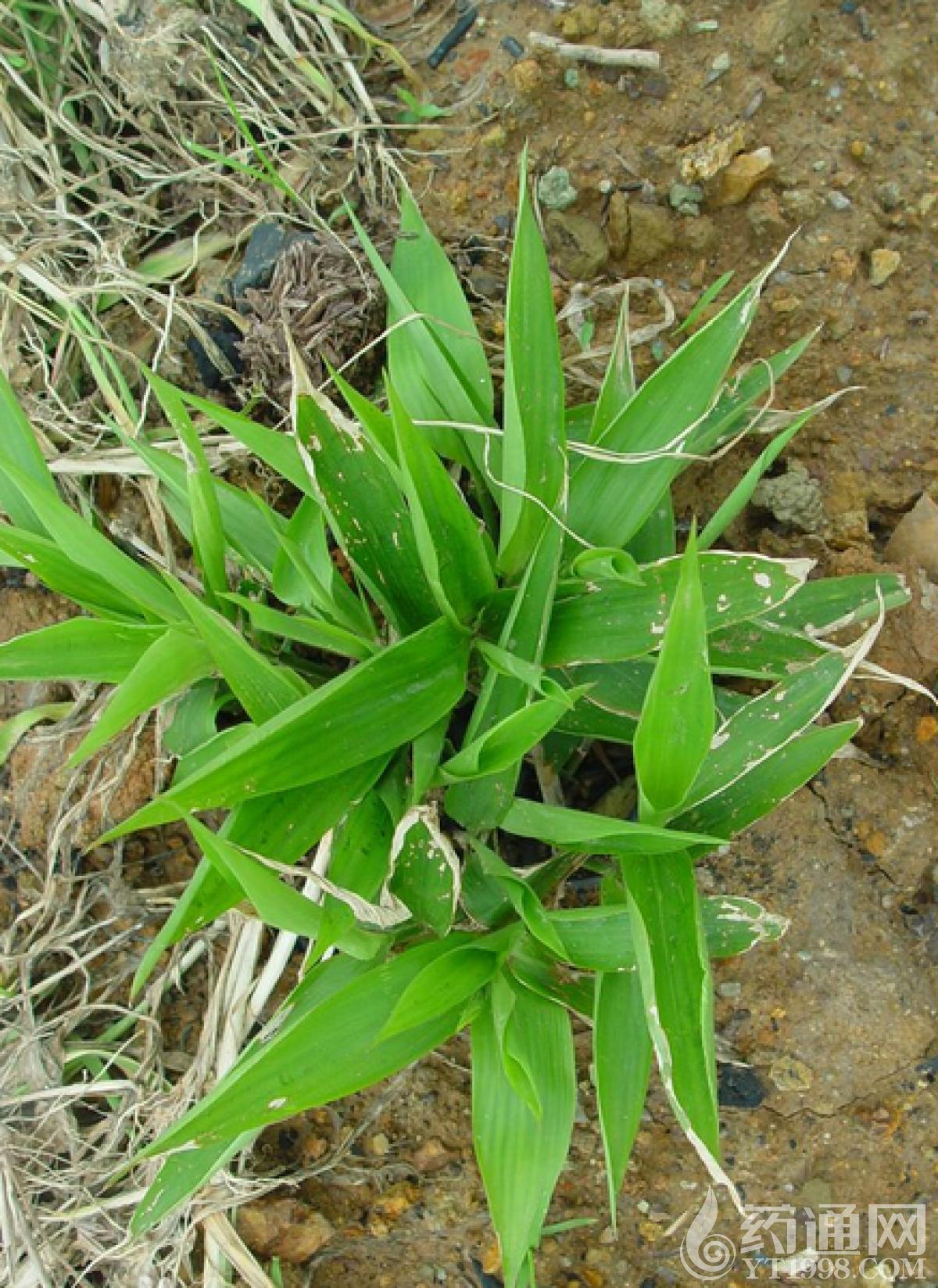 3,慢性咽炎:淡竹叶,甜叶菊叶,金银花,麦冬,甘草各适量的,泡茶喝