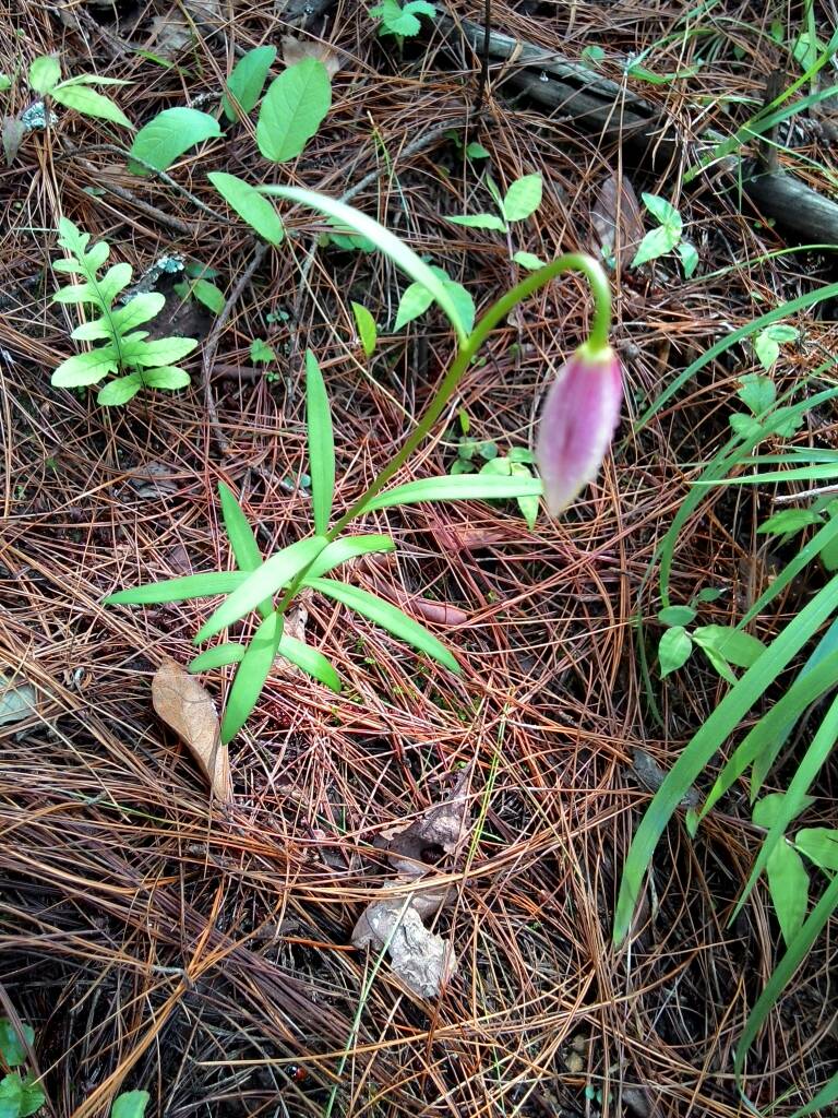 野生百合花季节挖的制做百合干能吃?