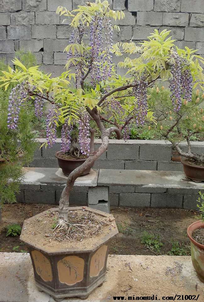 盆景 盆栽 植物 650_962 竖版 竖屏