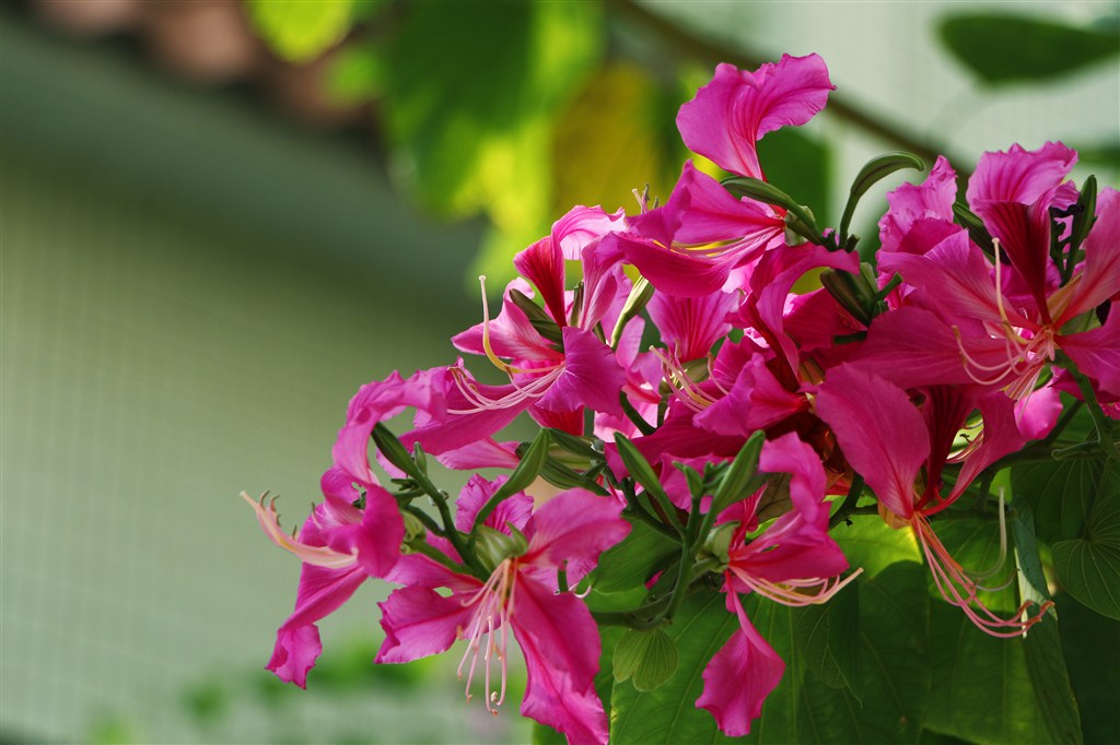 素材公社 图片素材 鲜花植物 花卉大全 鲜花系列粉红色紫荆花写真图片