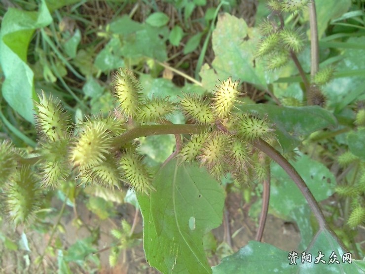 粘草子植物图片