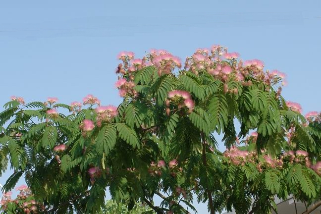 [转载]合欢树花