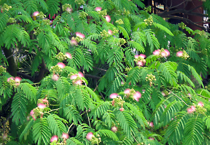 绒 榕 花树 标准名称  (700x484); 花树名称图片大全下载; 