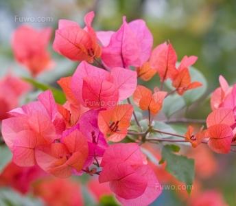 三角梅的花朵呈三角花苞状,花色大多为红色,紫色,也有白色,黄色等品种