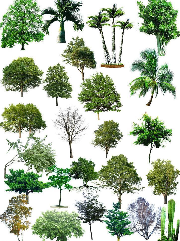 树木图片,树木,植物,乔木,灌木,绿色绿化,大自然,造林,树木ps分层,psd