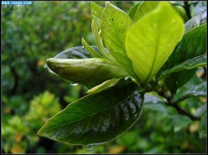 雨中栀子花树图片