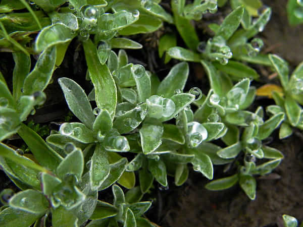 高原野生胎植物图片