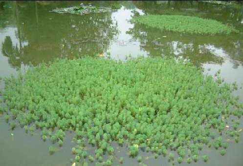 长在水里的植物图片