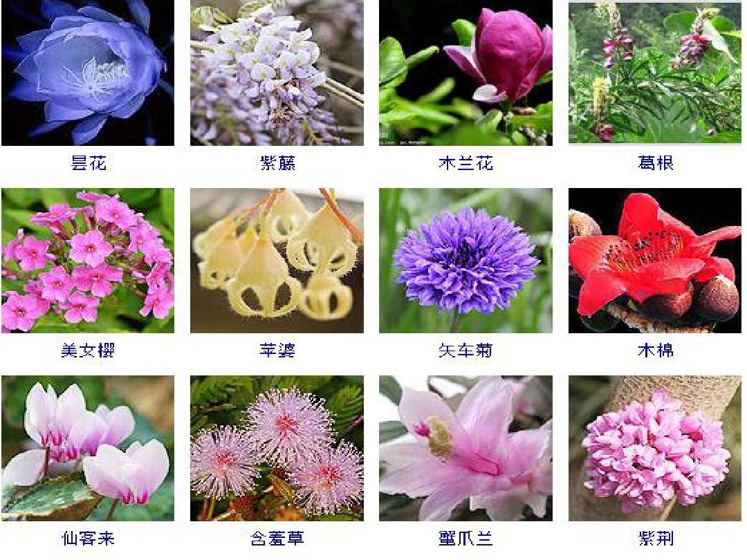 观花植物图片及名称