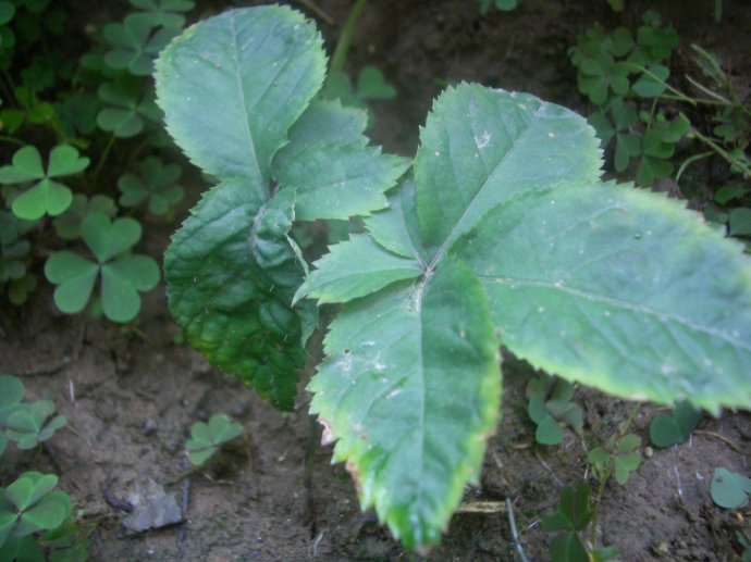 西洋参植物种类图片