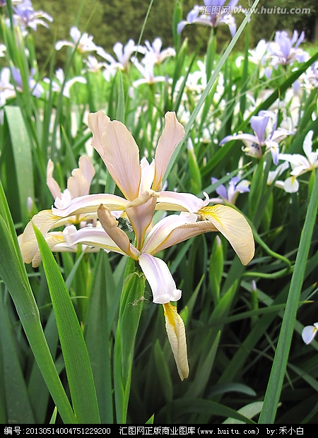 鸢尾草 马莲花 iris 马兰