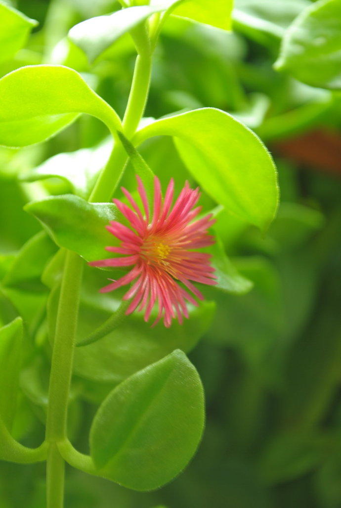 牡丹吊兰开花了