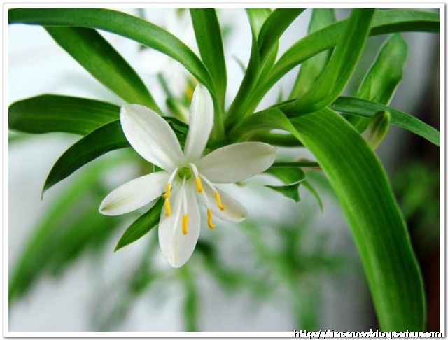 六叶五蕊白兰花, 吊兰花和兰花有什么不同?