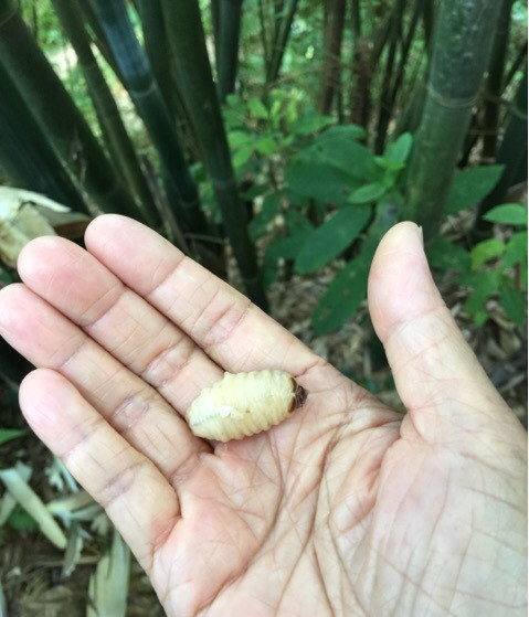 无论是毛竹,黄竹,还是龙竹,都可能在竹节之内长出竹虫.