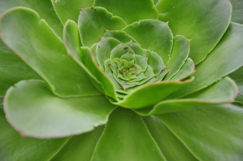 多肉植物图鉴大全