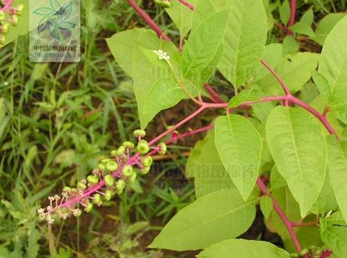 西藏红参植物图片