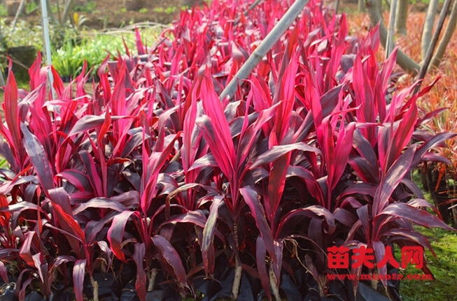 朱蕉别名红叶铁树,百合科,朱蕉属观叶植物.