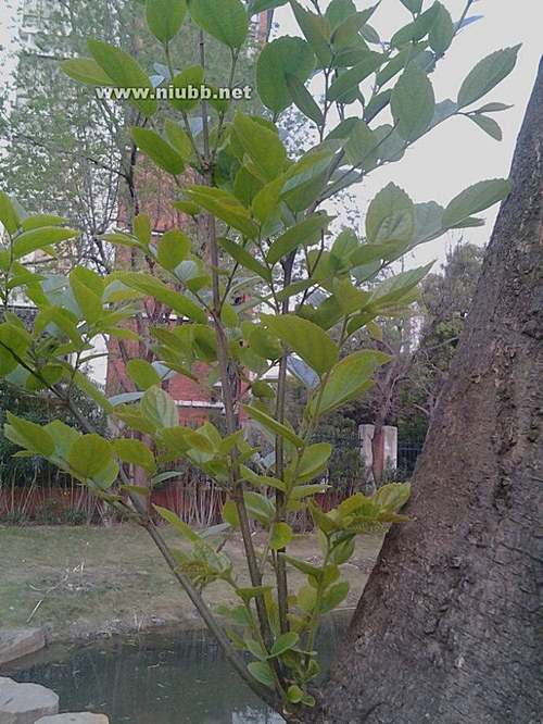 [常见树木图片及名称]常见的各种树木名称