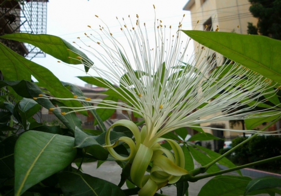 招财树开花了