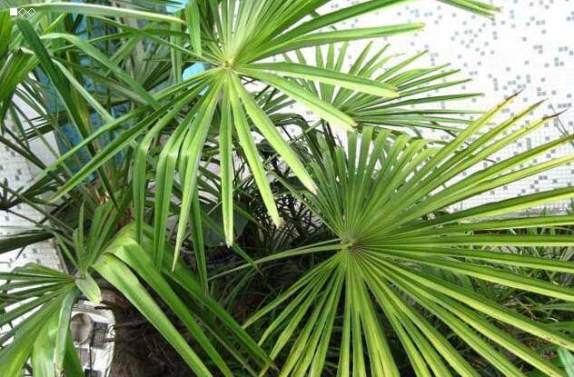 1,土壤:棕榈树盆栽时最好选择排水性良好的沙质壤土,尽管